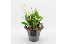 Arrangementen kamerplanten FDRM-2613RZ Romantic Fundamentals 2 pp