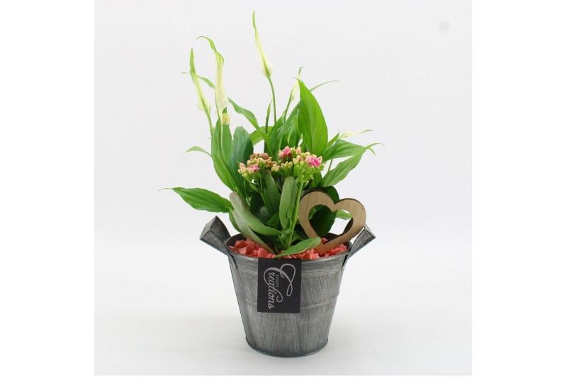 Arrangementen kamerplanten FDRM-2613RZ Romantic Fundamentals 2 pp 