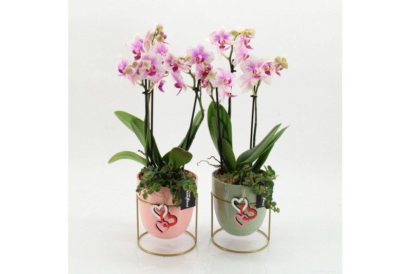 Phalaenopsis PHALRM-2601RZ M Romantic Phalaenopsis 2 pp 