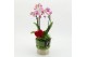 Phalaenopsis PHALRM-2613RZ Romantic Phalaenopsis 2 pp 