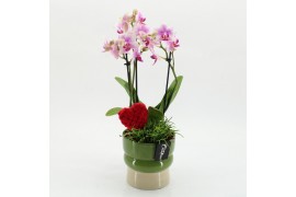 Phalaenopsis PHALRM-2613RZ Romantic Phalaenopsis 2 pp