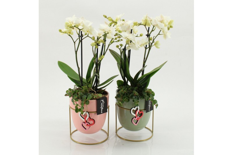 Phalaenopsis PHALRM-2601W M Romantic Phalaenopsis 2 pp 