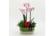 Phalaenopsis PHALRM-2614RZ Romantic Phalaenopsis 3 pp 