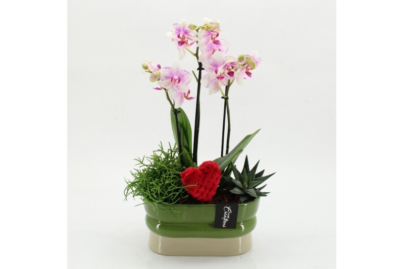 Phalaenopsis PHALRM-2614RZ Romantic Phalaenopsis 3 pp 