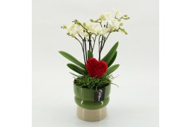Phalaenopsis PHALRM-2613W Romantic Phalaenopsis 2 pp