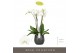 Phalaenopsis wit Fortuno Largo 4 spike in Esra Graphite24 bl. 4 tak/pl 