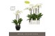 Phalaenopsis wit Fortuno Largo 5 spike in Abruzzo Black Aquo30 bl. 5 t 
