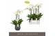 Phalaenopsis wit Fortuno Largo 5 spike in Esra Graphite30 bl. 5 tak/pl 