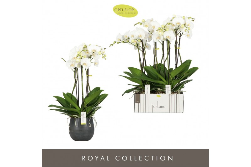 Phalaenopsis wit Fortuno Largo 5 spike in Esra Graphite30 bl. 5 tak/pl 