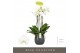 Phalaenopsis wit Fortuno Largo 5 spike in Esra Graphite30 bl. 5 tak/pl 