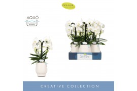 Phalaenopsis wit Fontano Bellagio 4 spike in Abruzzo White Aquo30 bl. 