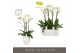 Phalaenopsis wit Fortuno Largo 4 spike in Abruzzo White Aquo 24 bl. 4  