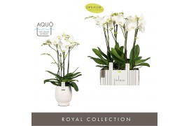 Phalaenopsis wit Fortuno Largo 4 spike in Abruzzo White Aquo 24 bl. 4 