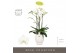 Phalaenopsis wit Fortuno Largo 4 spike in Abruzzo White Aquo 24 bl. 4  