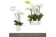 Phalaenopsis wit Fortuno Largo 5 spike in Abruzzo White Aquo 30 bl. 5  