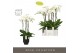 Phalaenopsis wit Fortuno Largo 5 spike in Emilia Dark Brown Aquo 30 bl 