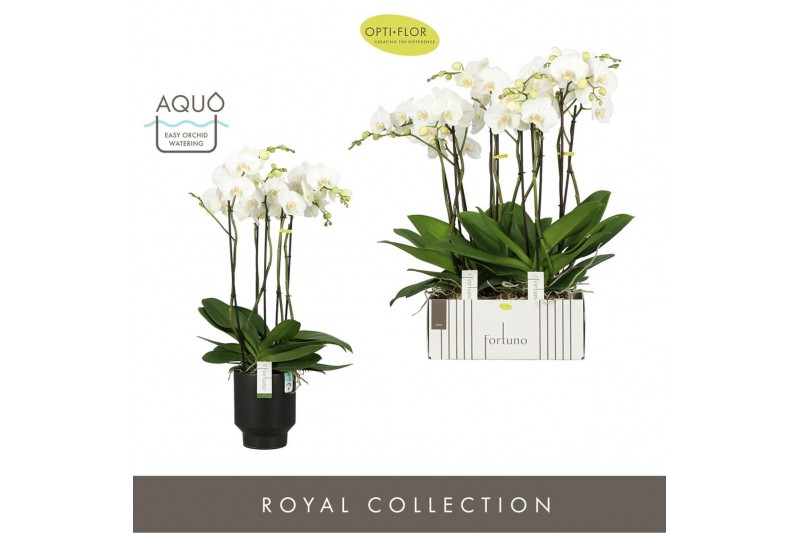 Phalaenopsis wit Fortuno Largo 5 spike in Emilia Dark Brown Aquo 30 bl 