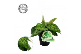 Homalomena camouflage Homalomena Camouflage 12cm