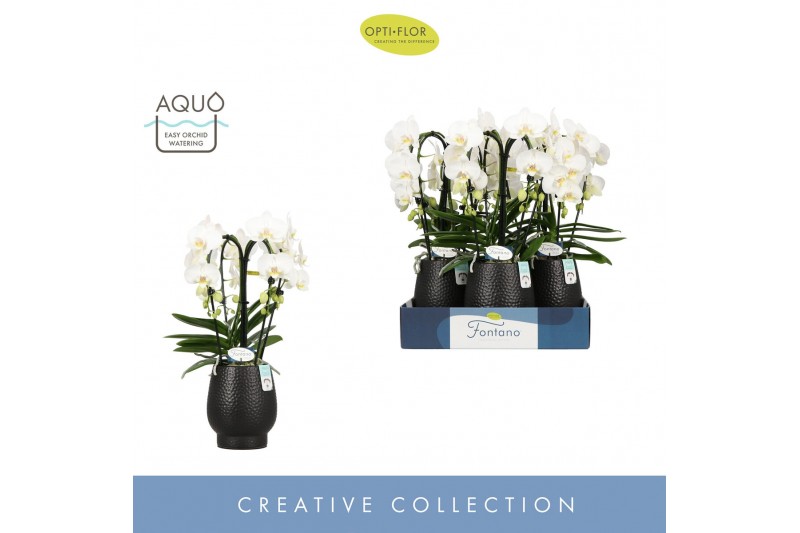 Phalaenopsis wit Fontano Bellagio 4 spike in Abruzzo Black Aquo30 bl.  
