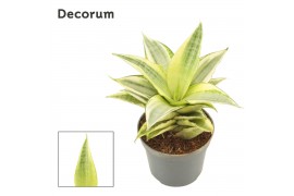 Sansevieria Sansevieria Gabriella Crown 6 cm (Decorum)