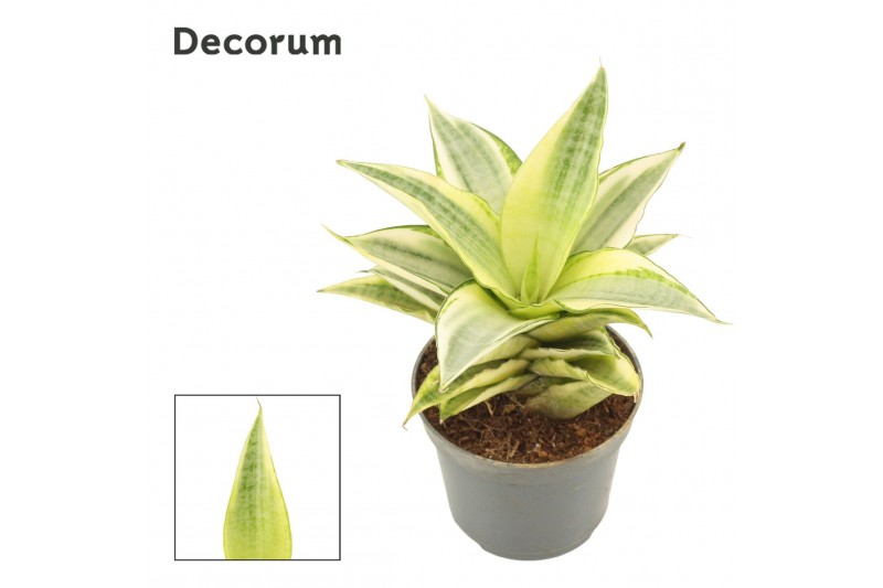 Sansevieria Sansevieria Gabriella Crown 6 cm (Decorum) 