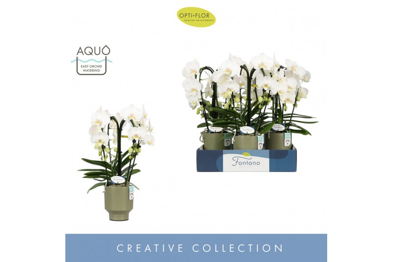 Phalaenopsis wit Fontano Bellagio 4 spike in Emilia Green Aquo 30 bl.  