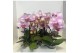 Phalaenopsis roze Diva P7 A2 Make-up 1-2 spike 5 bl. 1 tak/plnt 150 