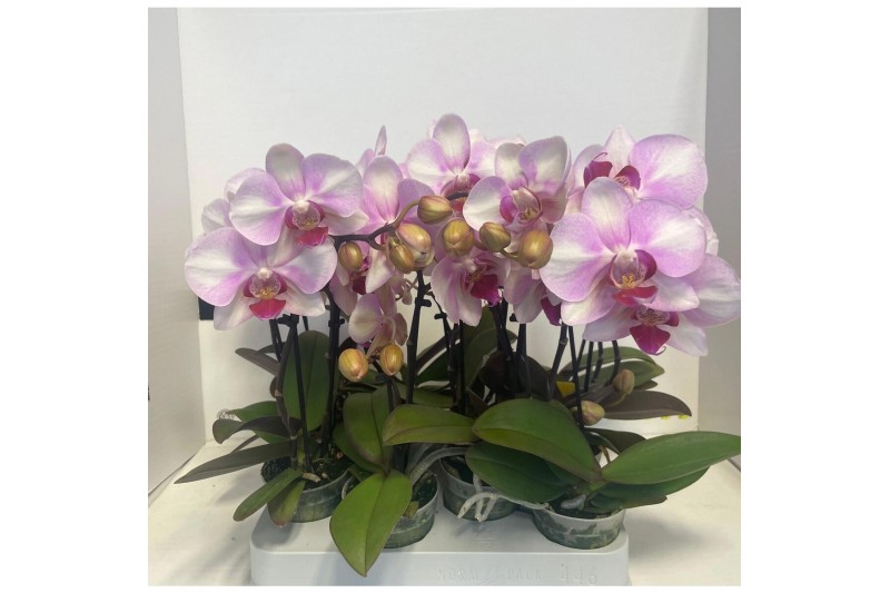 Phalaenopsis roze Diva P7 A2 Make-up 1-2 spike 5 bl. 1 tak/plnt 150 