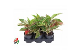 Aglaonema Aglaonema Night Sparkle2 pp