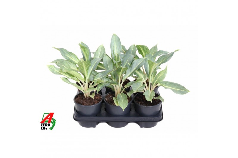 Aglaonema Aglaonema Ghost1 pp 