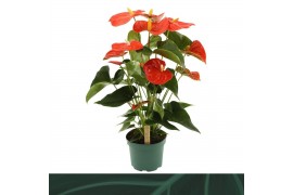 Anthurium andr. Florida Anthurium Florida 17cm 7 bl.