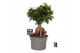 Ficus microcarpa ginseng Ficus micr. Ginseng 1 pp 