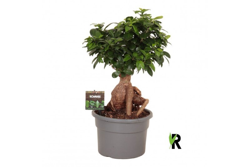 Ficus microcarpa ginseng Ficus micr. Ginseng 1 pp 