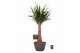 Yucca elephantipes Yucca elephantipes rechte stam 1 pp 
