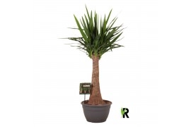 Yucca elephantipes Yucca elephantipes rechte stam 1 pp