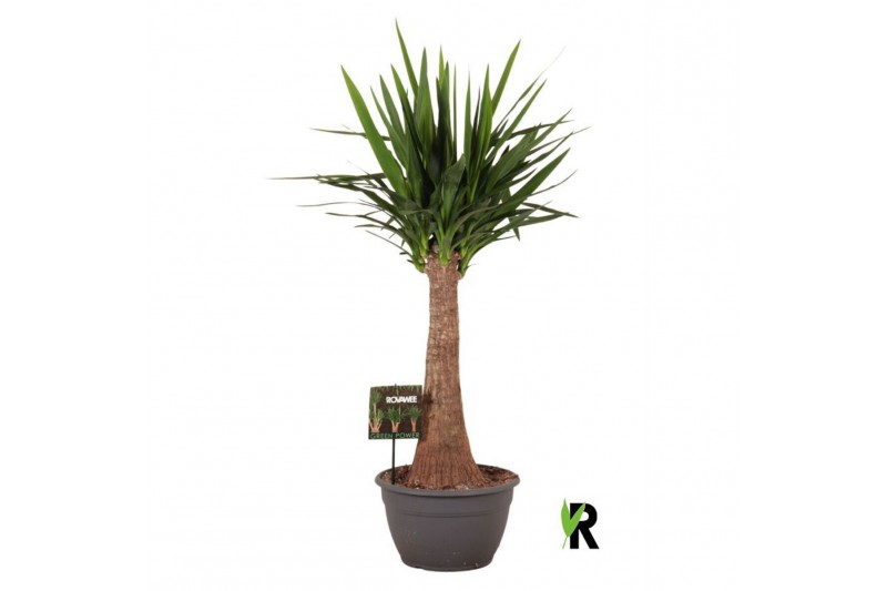 Yucca elephantipes Yucca elephantipes rechte stam 1 pp 