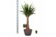 Yucca elephantipes Yucca elephantipes rechte stam 1 pp 