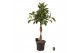 Ficus elastica melany Ficus elast. Melany gevlochten stam 4 pp 