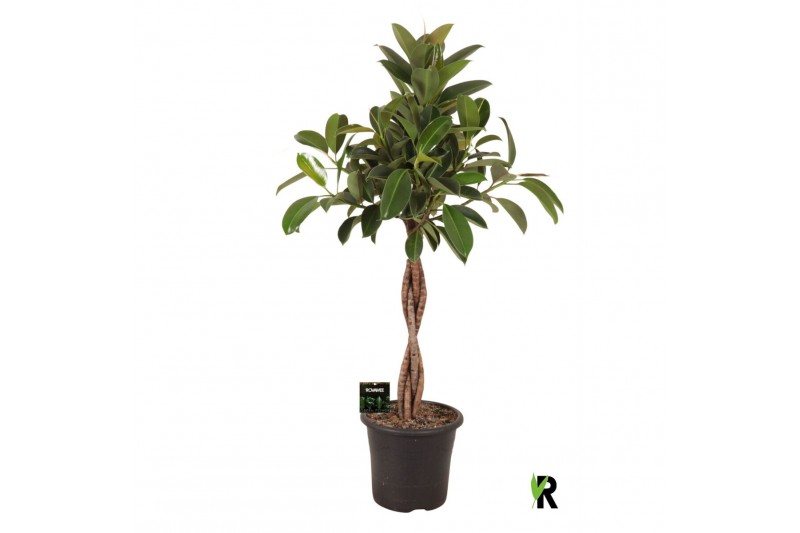 Ficus elastica melany Ficus elast. Melany gevlochten stam 4 pp 