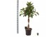 Ficus elastica melany Ficus elast. Melany gevlochten stam 4 pp 