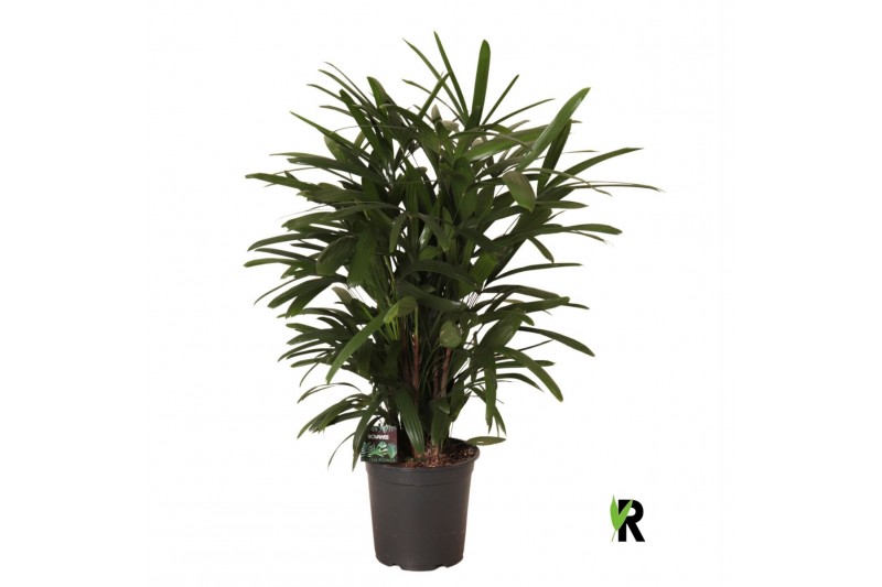 Rhapis excelsa Rhapis excelsa 1 pp 