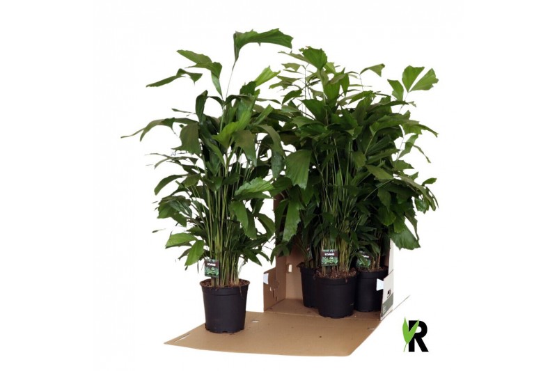 Caryota mitis Caryota mitis in fust 352 1 pp 