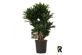 Dracaena fragr. compacta Dracaena frag. Compacta vertakt 1 pp