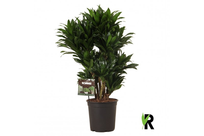 Dracaena fragr. compacta Dracaena frag. Compacta vertakt 1 pp 