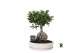Ficus microcarpa ginseng Ficus micr. Ginseng in keramiek ovaal wit 1 p 