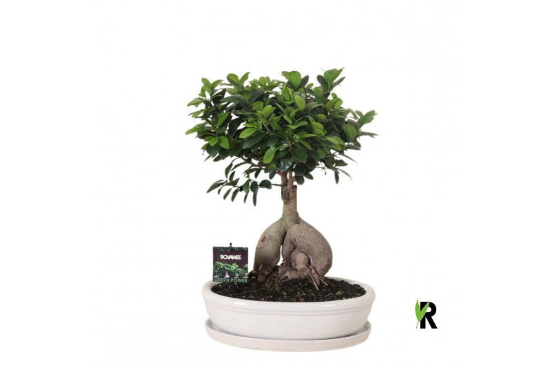 Ficus microcarpa ginseng Ficus micr. Ginseng in keramiek ovaal wit 1 p 