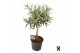 Dracaena reflexa Dracaena reflexa Valentina gevlochten stam 1 pp 3 tak 