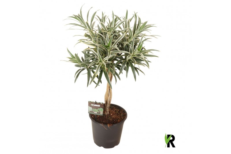 Dracaena reflexa Dracaena reflexa Valentina gevlochten stam 1 pp 3 tak 