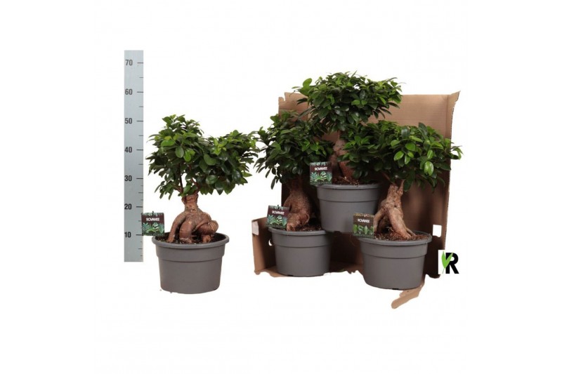 Ficus microcarpa ginseng Ficus micr. Ginseng in fust 348 1 pp 