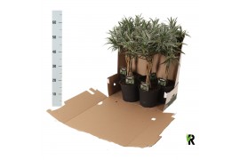 Dracaena reflexa Dracaena reflexa Valentina gevlochten stam 1 pp 3 tak